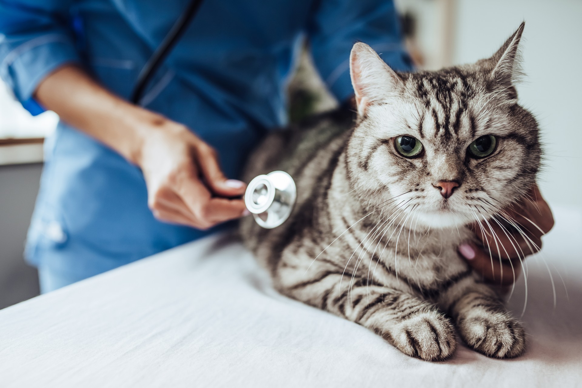 Doctor veterinarian at clinic.