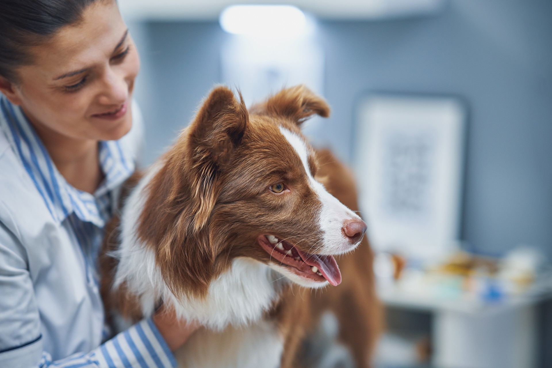 Montana, Kennel Tech