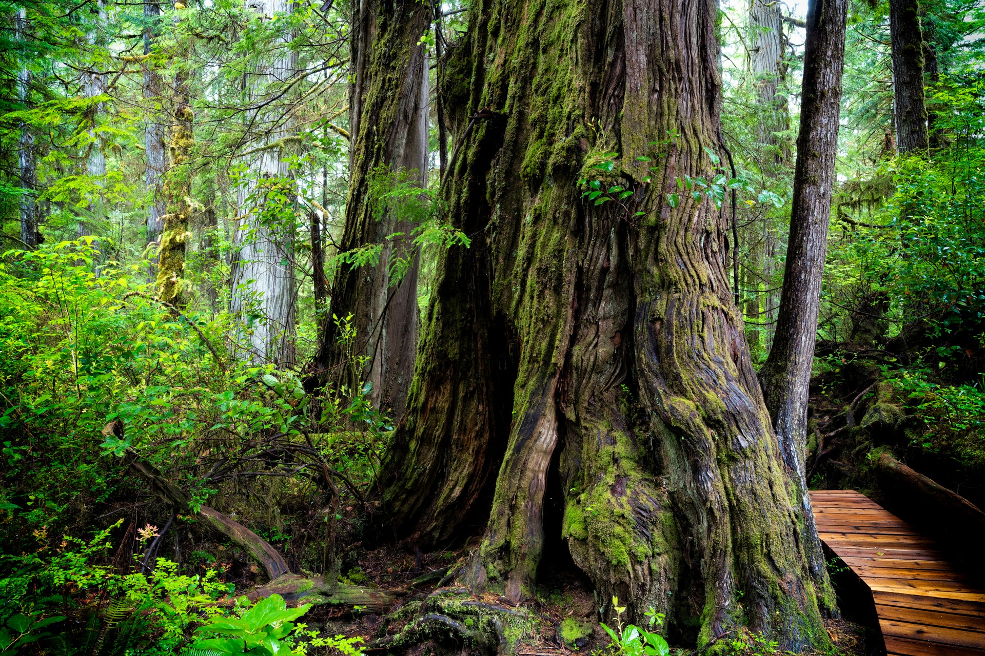 Pacific Rim National Park near Tofino, BC